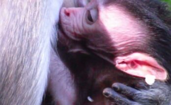 Baby monkey sitting calmly on the forest floor in Angkor Wat, exploring leaves while its mother watches nearby