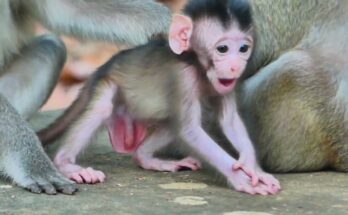 A happy baby monkey sitting calmly on a tree branch in the Angkor Wat forest during a peaceful morning.
