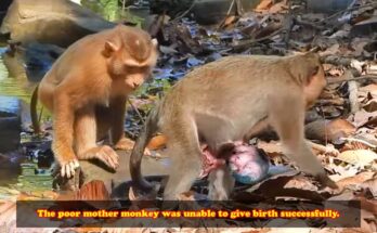 Mother monkey gently holding her underdeveloped newborn in the Angkor Wat forest