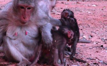 Two baby monkeys sitting close together on a stone ledge in the Angkor Wat forest, calmly sharing food beneath filtered sunlight.