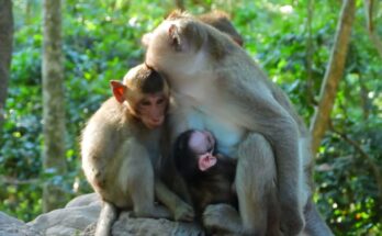 Mother monkey calmly holds her baby in the Angkor Wat forest, guiding a quiet moment of patience before nursing