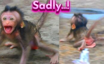 Newborn macaque crying softly beneath banyan roots in Angkor Wat before being reunited with its mother.