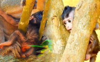 Baby monkey sitting on stone ruins after freeing herself in Angkor Wat forest