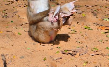 Baby macaque Lily crying softly while her mother Libby gently holds her in the Angkor Wat forest.