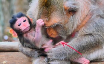 Old mother monkey gently caring for her newborn beneath a banyan tree in the Angkor forest.