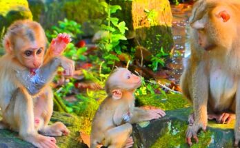 Baby monkey Lynx holding his mother after receiving gentle hand treatment in the Angkor forest.