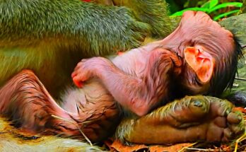 Newborn macaque resting safely in its mother’s arms beneath banyan tree roots in Angkor forest.
