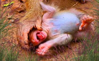 Baby monkey clinging to its mother beneath banyan trees in Angkor Wat forest.