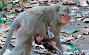 Baby monkey gently reaching for milk while mother monkey calmly holds him close in the Angkor forest.