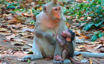 Baby monkey reaching for milk while mother gently holds him close in Angkor Wat forest morning light.