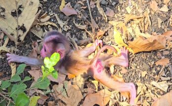 A small baby monkey sits on the forest ground while its mother watches calmly nearby in the Angkor forest.