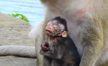 Mother monkey gently touching her baby’s face in the Angkor Wat forest