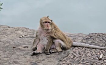 Mother monkey holding her baby peacefully in the early morning forest near Angkor Wat