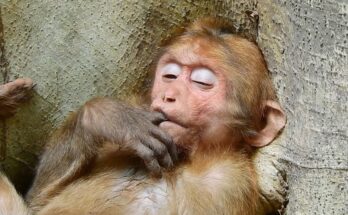 Young baby monkey sleeping against a tree branch while his mother watches quietly in the Angkor forest
