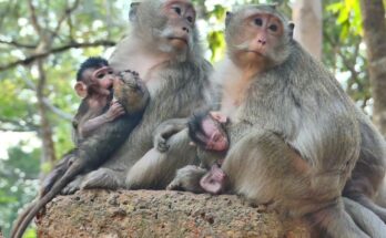 Mother monkey gently holding her newborn in the Angkor Wat forest during a quiet morning moment