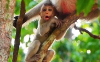 Newborn baby monkey resting alone against a tree in the Angkor Wat forest, quietly observing his surroundings in the early morning light.