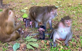 Small group of monkeys sitting closely together on a tree branch near Angkor Wat in soft morning light.