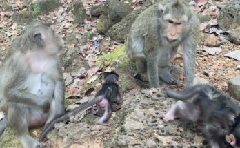 Baby monkey resting peacefully against mother in the Angkor Wat forest during a quiet morning