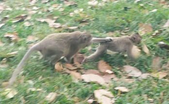 Mother monkey gently stopping her young daughter’s first steps on the forest floor near Angkor Wat.