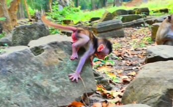 Baby monkey taking unsteady first steps while mother watches calmly in Angkor Wat forest