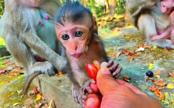 Baby monkey gently tasting sweet fruit while sitting beside his mother in the Angkor Wat forest
