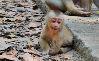 Baby monkey Lily nursing calmly with mother Libby beneath the trees of Angkor Wat forest