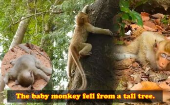 A baby monkey resting on the forest floor after a fall, with its mother nearby beneath the trees of Angkor Wat.