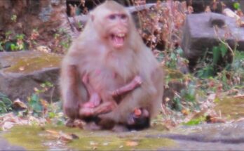 Mother monkey Brendy holding her newborn baby boy quietly in the forest near ancient stone ruins