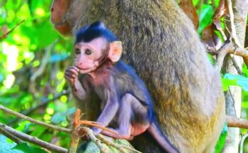 Newborn monkey resting calmly near an older wild monkey named Iugin in the quiet Angkor Wat forest during early morning light.
