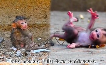 Newborn monkey wobbling while learning to walk on forest floor near Angkor Wat.