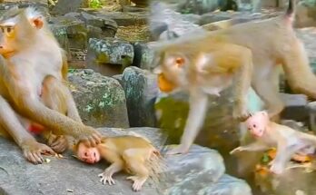 Mother monkey holding her baby close during a calm morning in the forest