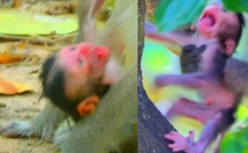 Mother monkey holding her newborn gently against her chest in the Angkor Wat forest