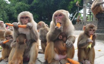 A baby monkey eating fresh carrots and beans while its mother watches protectively in the lush Angkor Wat forest.