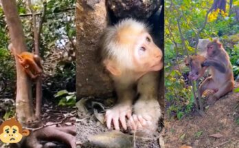 Mother monkey carefully rescues her trapped baby from a narrow crevice in the Angkor Wat forest.