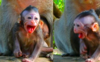 Newborn baby wrapped in a soft blanket in the arms of a mother, sunlit trees of the Angkor Wat forest in the background.