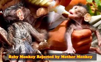 Baby monkey rescued and held gently after being left alone in the Angkor Wat forest