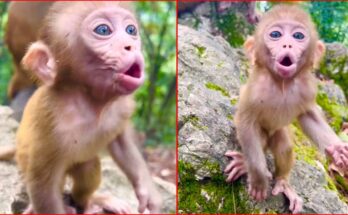 A small orphaned baby monkey sits alone on the forest floor in Angkor Wat, holding a piece of fallen fruit while searching for food.