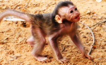 Close-up of a wild baby macaque gazing up from mossy forest floor near Angkor Wat, sunlight illuminating its tiny face.