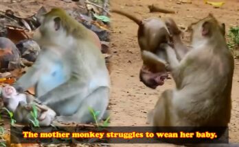 Mother monkey calmly watching her baby practice independence during weaning in the Angkor Wat forest