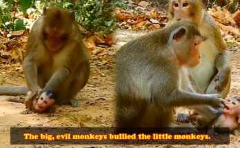 Young baby monkey clinging to its mother after a frightening separation in the Angkor Wat forest