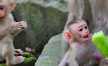 Baby monkey Jace sitting beside his mother in the Angkor Wat forest after sharing a cucumber