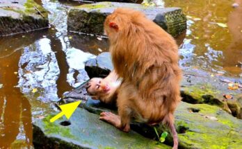 Baby monkey Lumi resting beside her mother in the Angkor Wat forest during a quiet morning moment
