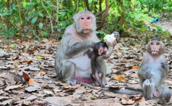 Baby macaque clinging gently to its mother in the Angkor Wat forest during soft morning light.