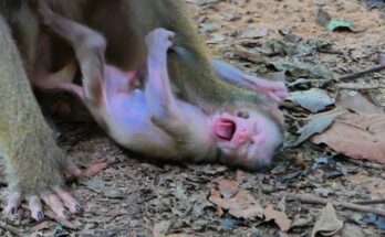 Baby macaque Lily sitting on ancient Angkor temple stone, eyes moist as her young mother Libby adjusts position nearby in forest light.