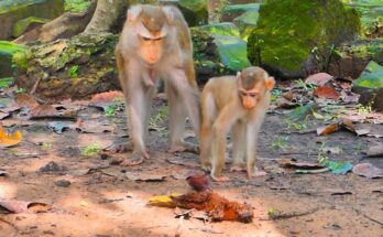 Mother monkey Libby holding baby Lily while quietly observing trees in the Angkor Wat forest at sunrise.