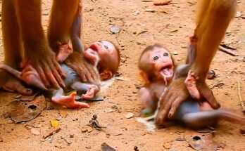 Baby macaque clinging to tree branch while crying in the Angkor Wat forest as mother approaches nearby.
