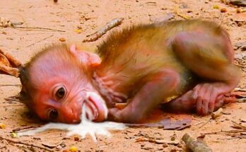 Tiny baby monkey clinging to mother beneath banyan trees in Angkor Wat forest.
