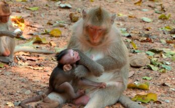 Baby monkey gently seeking milk beside its mother during weaning process in Angkor Wat forest.