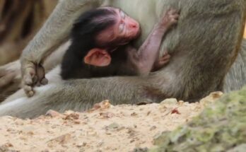 Newborn monkey reaches toward hesitant mother in Angkor Wat forest