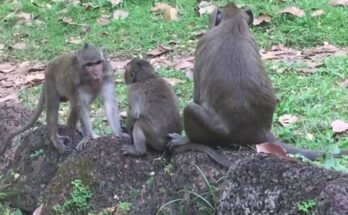 Baby monkey sitting on ancient stone at Angkor Wat while mother watches from nearby branch in soft morning light.